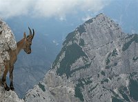 TREKKING sulle ALPI GIULIE organizzato dalla SOTTOSEZIONE C.A.I. di ZOGNO (10-16 agosto 2008) - FOTOGALLERY